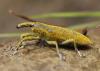 Lixus pulverulentus